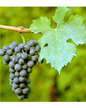 Cabernet Franc